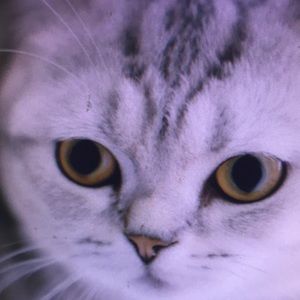 Meet your Posher, Kaden